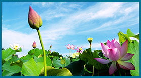 Thiên Thần Trong Trái Tim Tôi